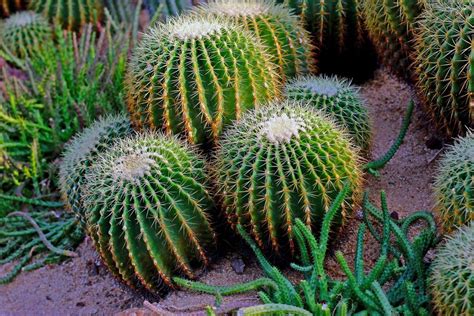 仙人掌|仙人掌（仙人掌科仙人掌属植物）